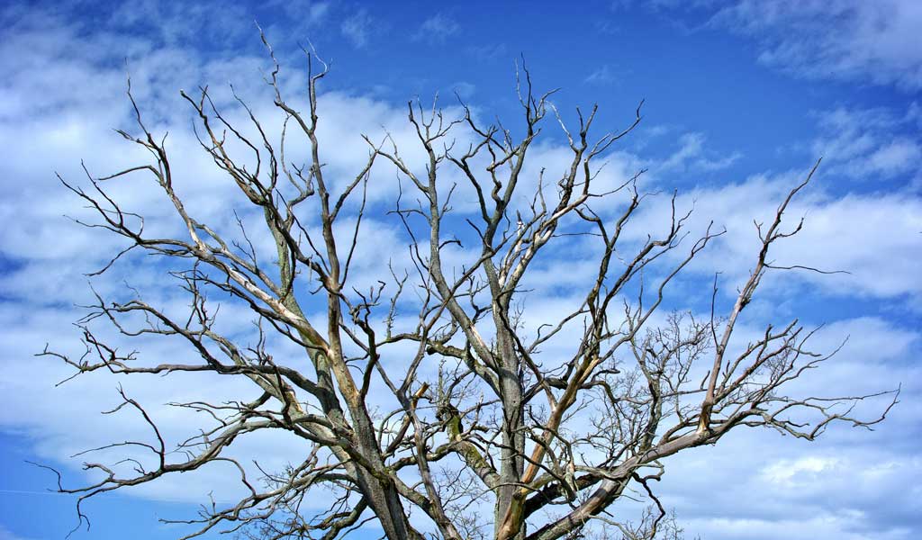 Gold Coast Tree Removal