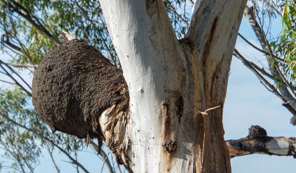 Gold Coast Tree Removal