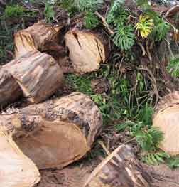 Gold Coast Tree Removal