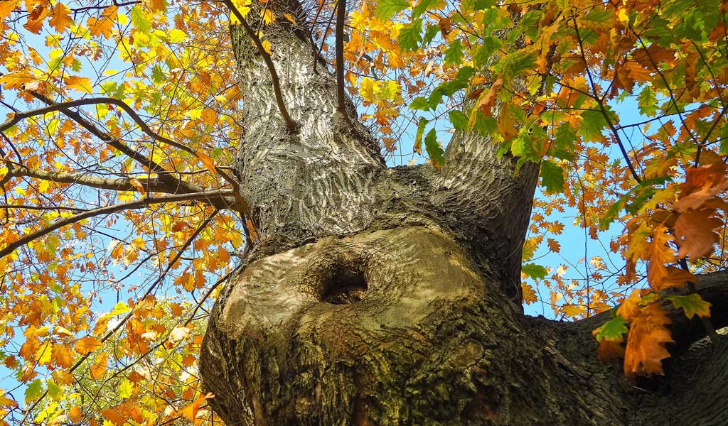 Gold Coast Tree Removal