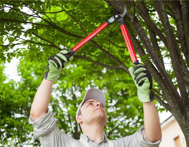 Gold Coast Arborist Services