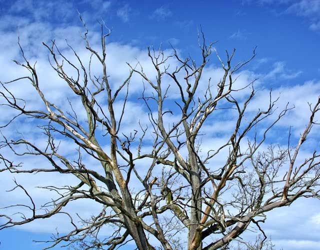 Gold Coast Tree Removal Death