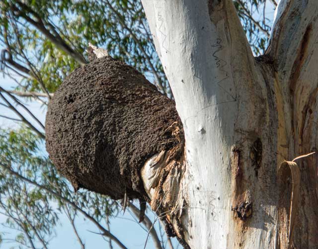 Gold Coast Tree Removal Pest Infestation