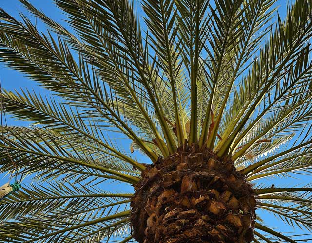 Palm Tree Pruning Gold Coast