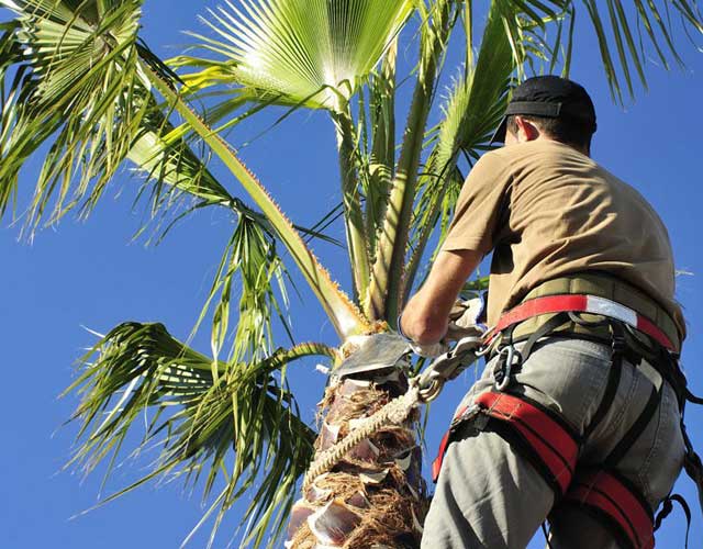 Palm Tree Removal Gold Coast