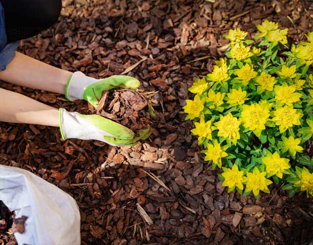 Tree Mulching Gold Coast